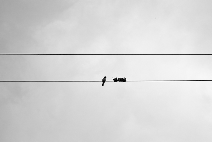  Birds huddling together against the wind. 