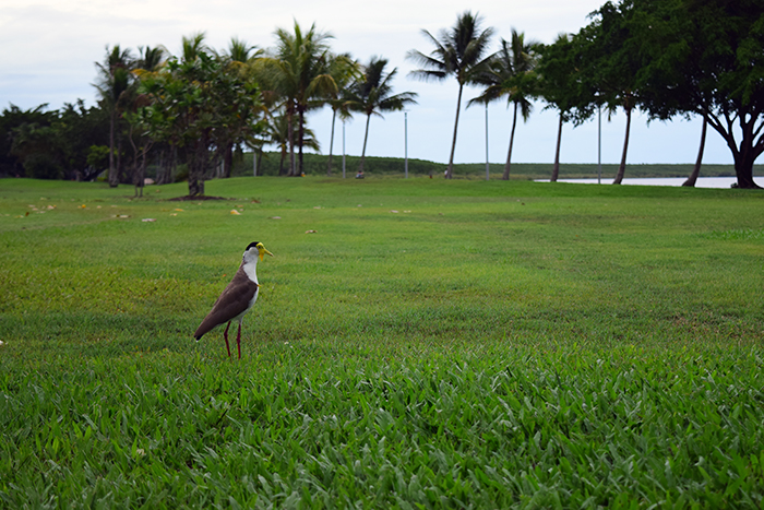  This bird is called a Masked Lapwing or Spur-Winged Plover. And yes, it has spurs on each of its wings and it will chase you/attack you if you get too close to its nest. 