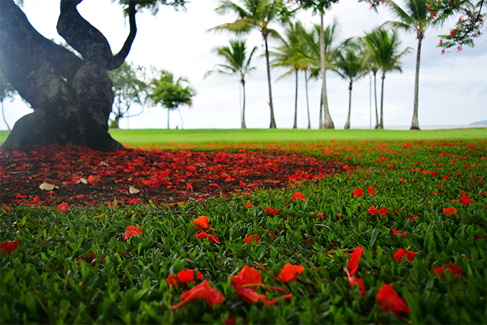 Fallen flower petals from the Red Poinciana, looking out over the Esplanade.