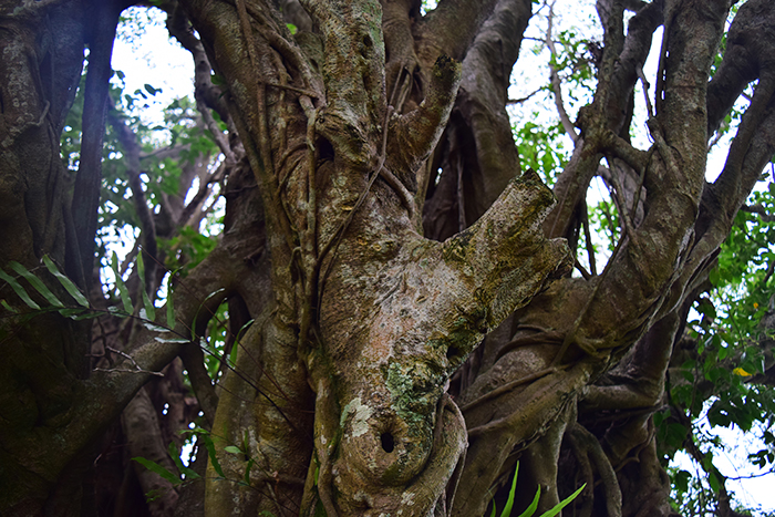 DSC_1186.jpg