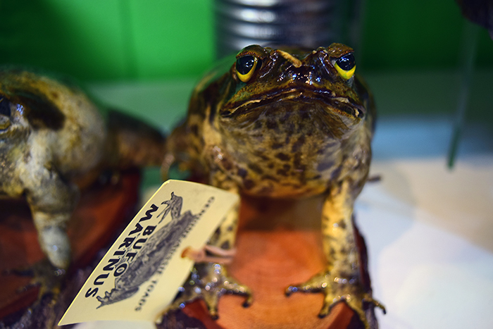  A sad little taxidermy cane toad in the Night Markets. 