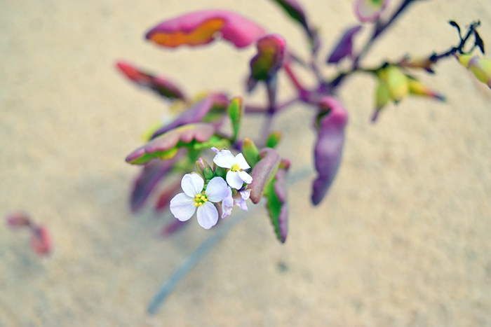 A beach flower, not sure the species. 