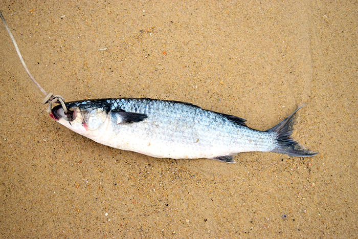  Dead mullet close up. 