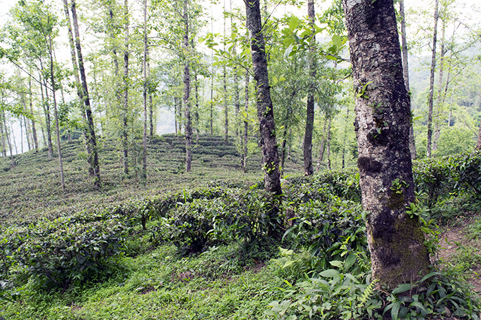 DSC_8110.jpg
