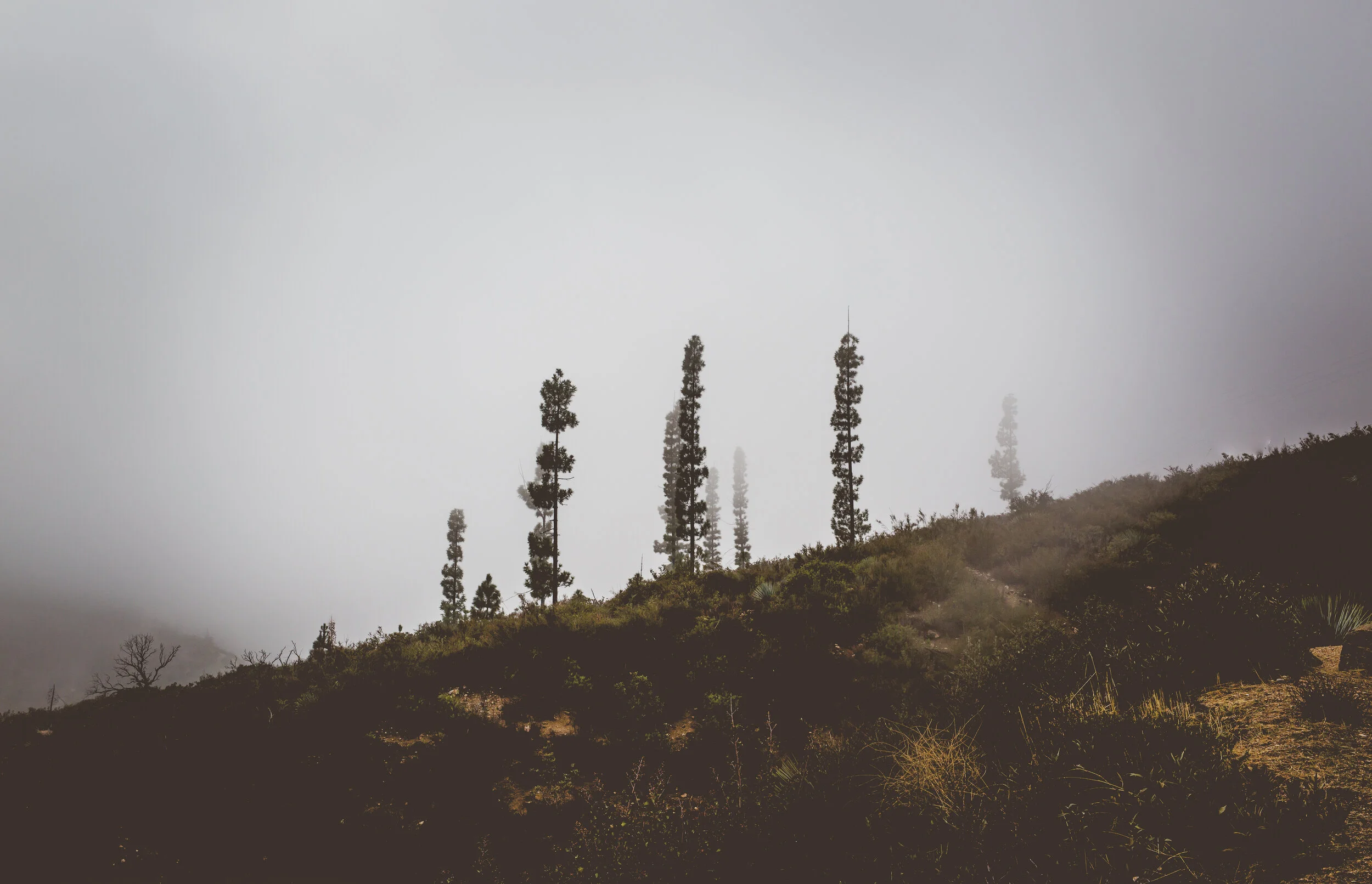 LA landscapes-133.JPG