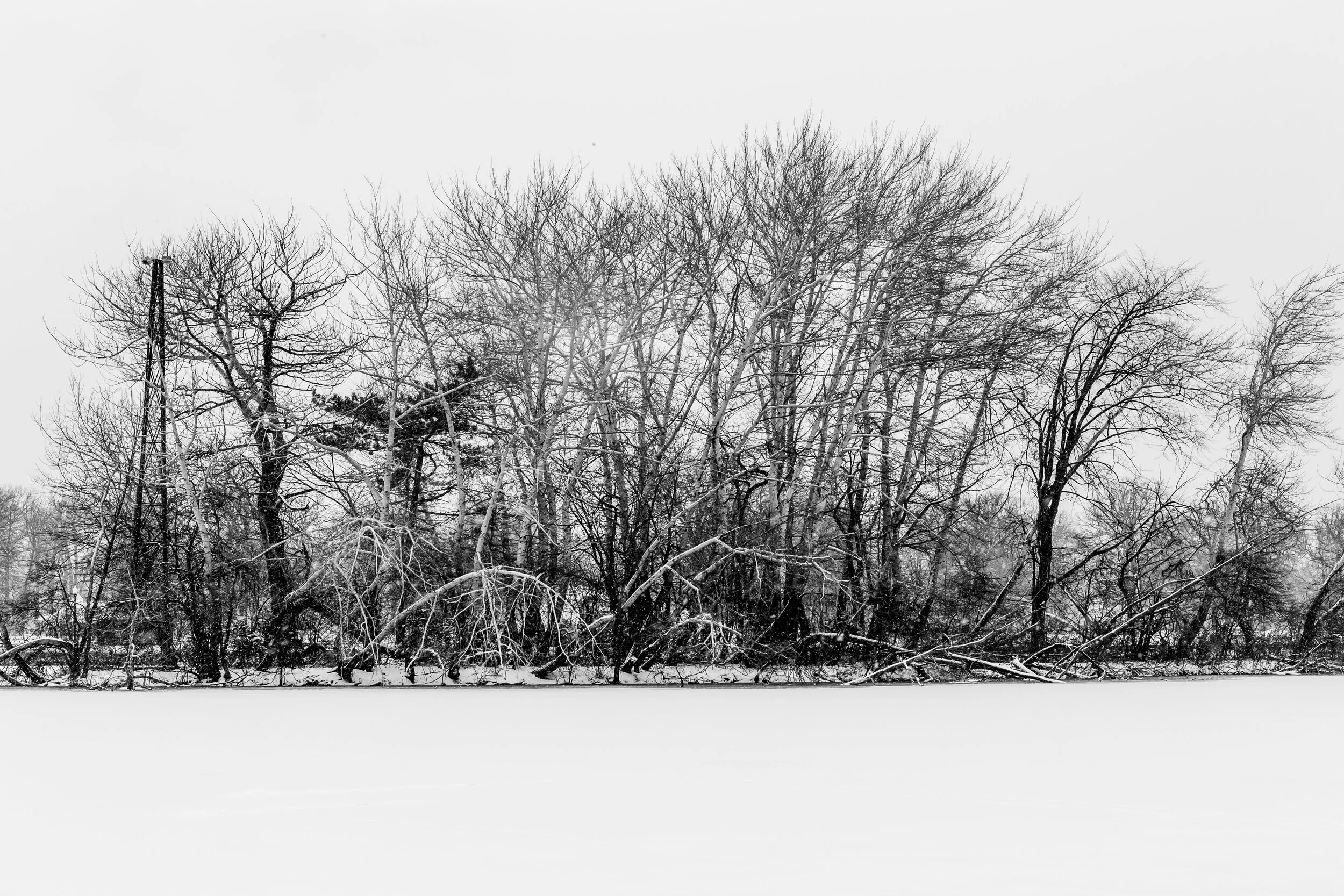 Snow adventures in Detroit-forest 2020-83.JPG