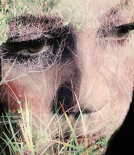 Murmur by Patricia Casey, July 2015