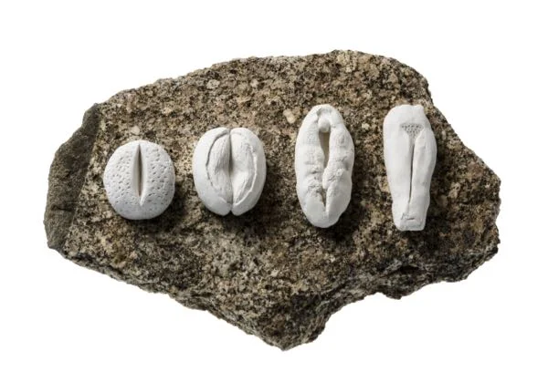 21st Century Curiosities: Offerings