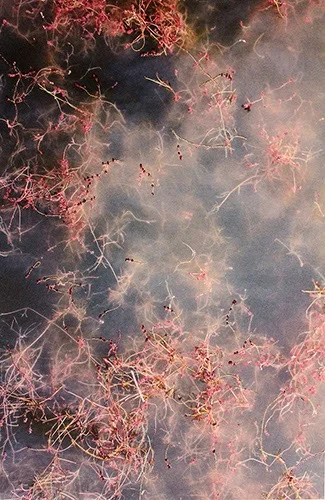 Patricia Casey Murmur 03 2015 72 x48cm Photography on cotton hand embroidered detail.jpg