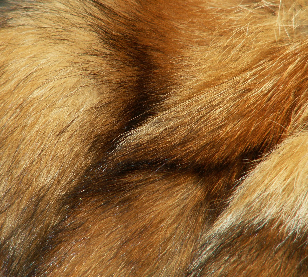 Photo Credit: Cindy Funk , courtesy of Creative Commons
