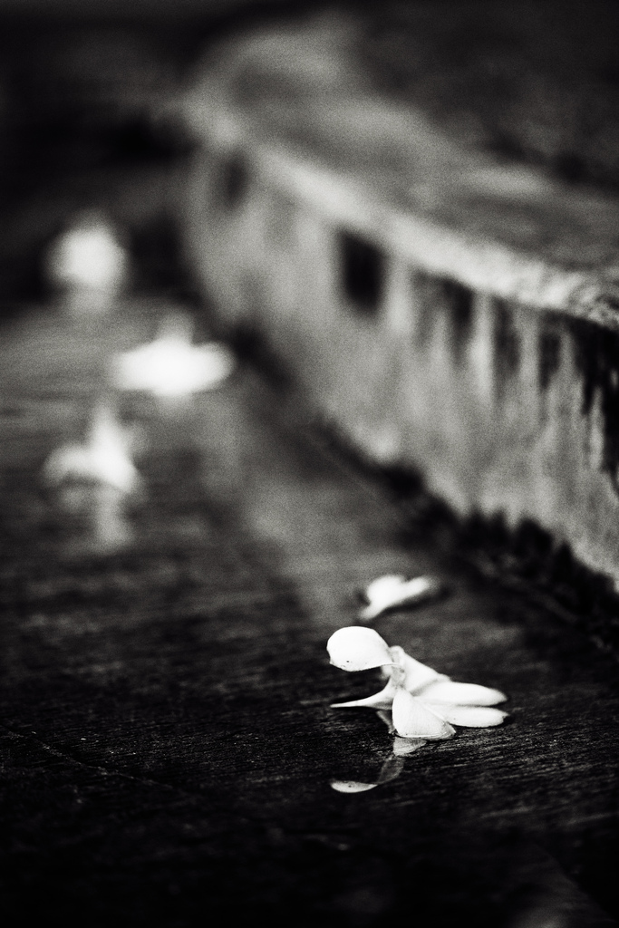 Photo Credit: Sippanont Samcha i, Courtesy of Creative Commons
