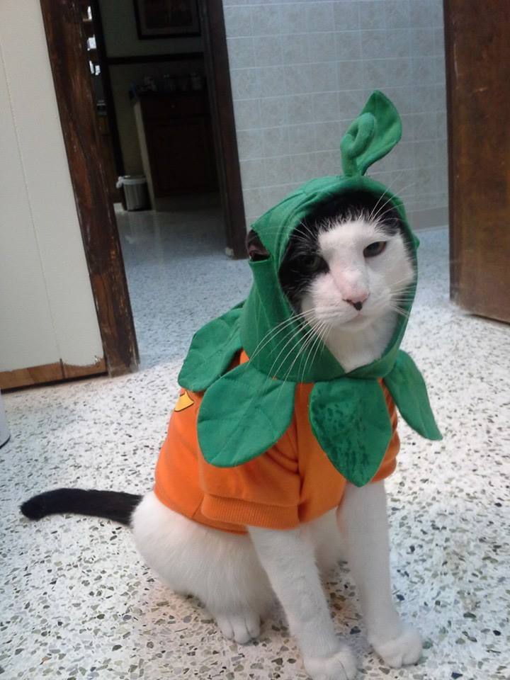 Jester is not amused about being a pumpkin.
