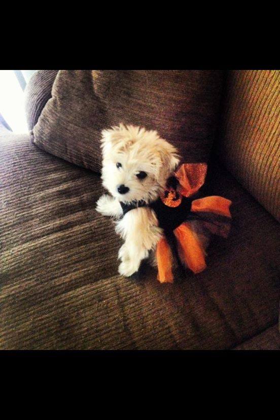 Look at this precious girl ready for Halloween!