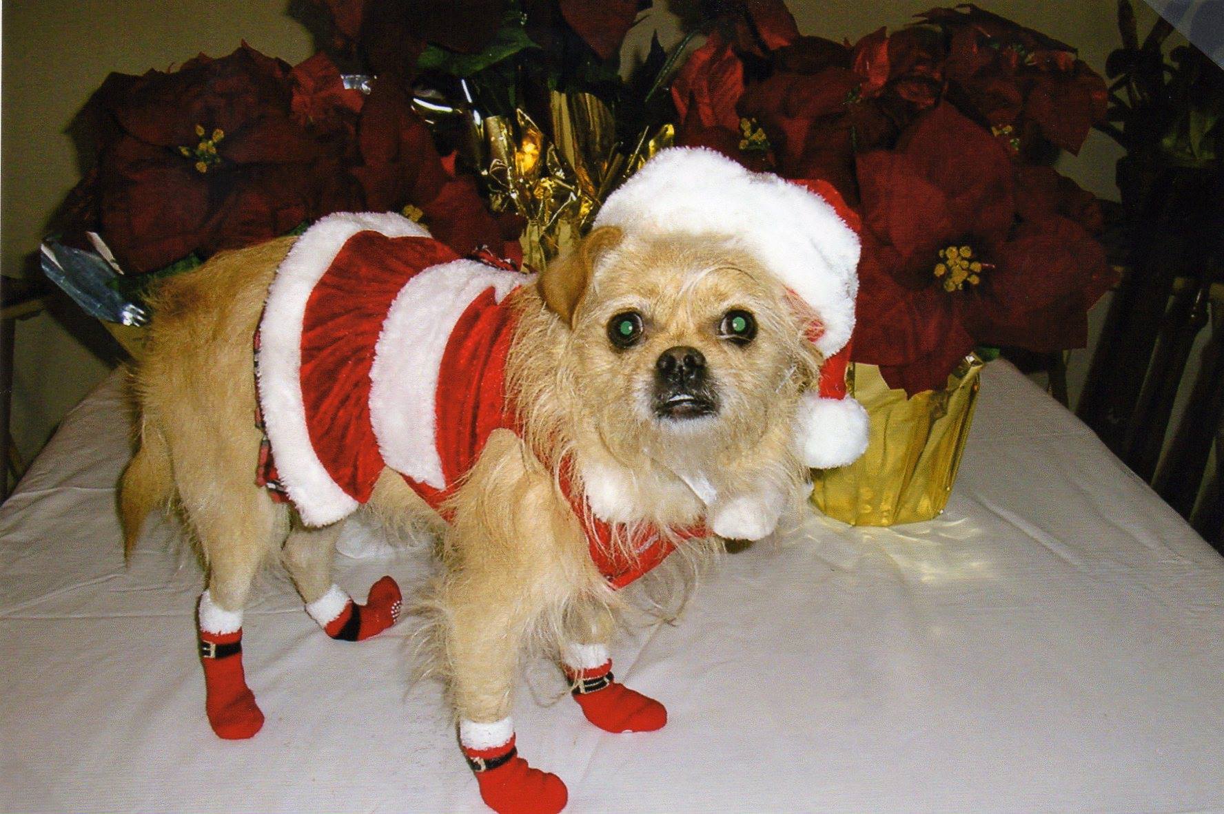  Sweet Haley is ready for Santa! 