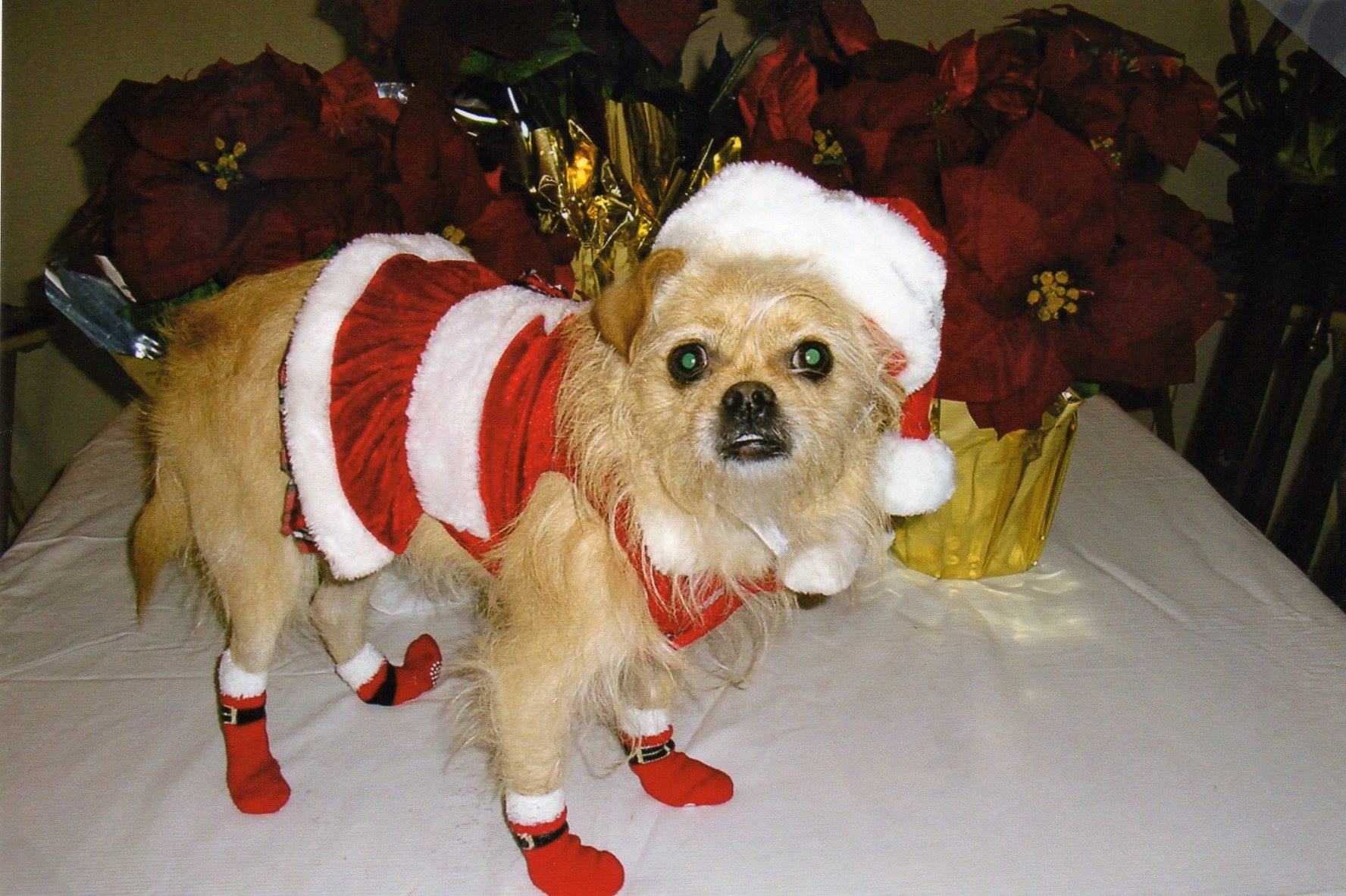 Sweet Haley is ready for Santa!