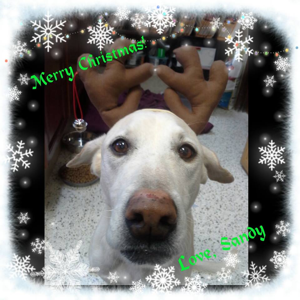  Sandy likes her reindeer antlers! &nbsp;Merry Christmas! 
