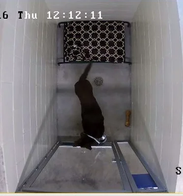 Click to view your pet on our 24 hour access video cameras. Only works on smart phone and smart devices at this time.