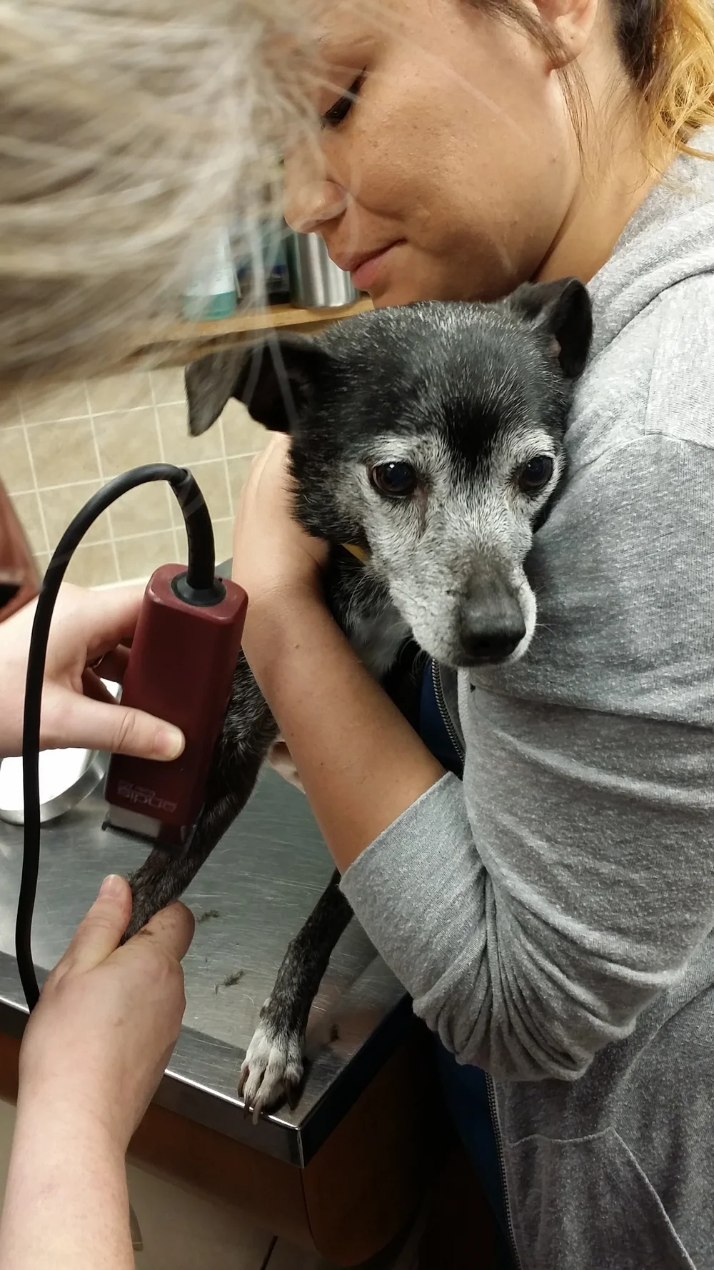 Can Dogs Get Iv Fluids