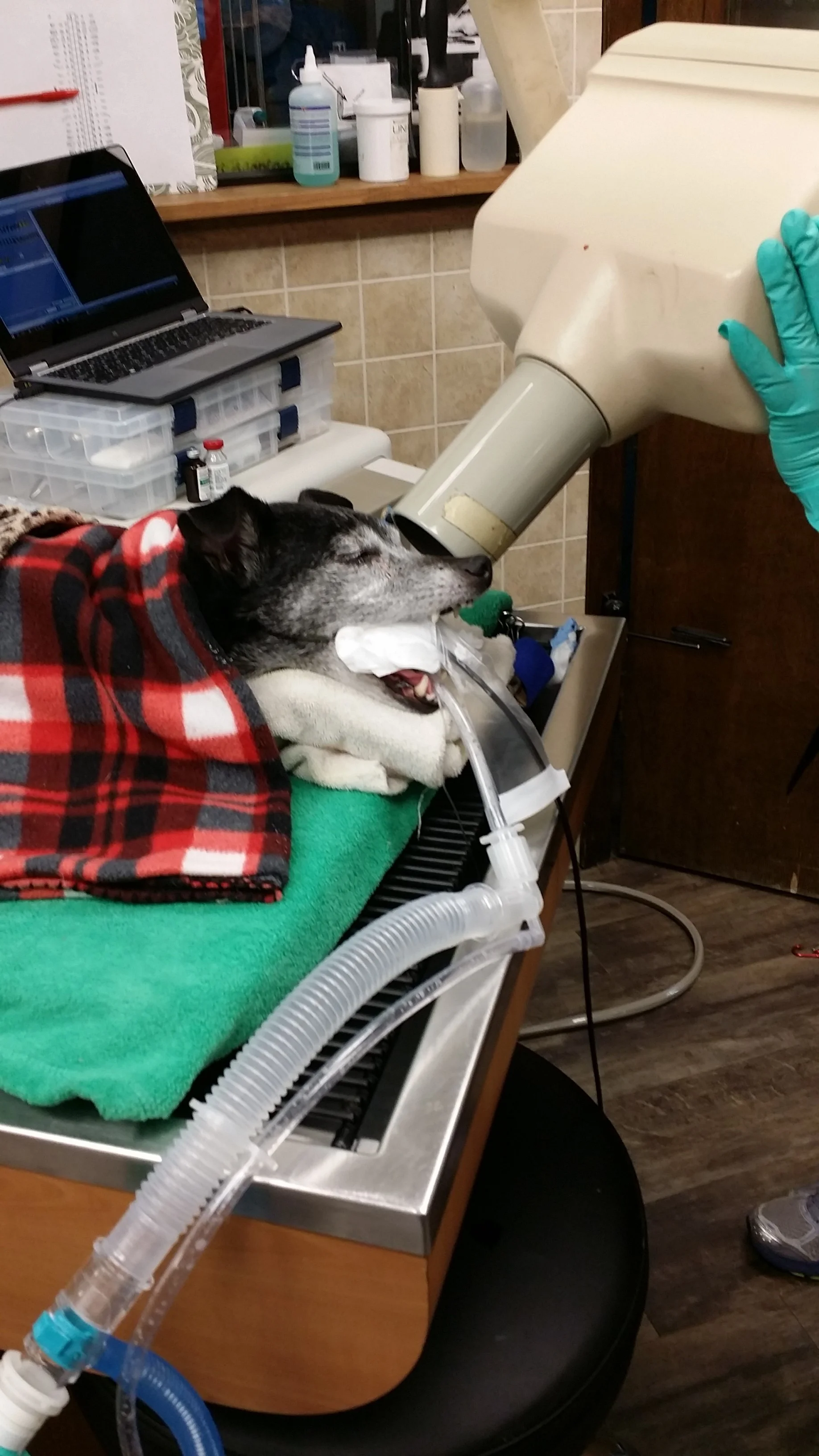 Taking x-rays of Kit Kat's mouth