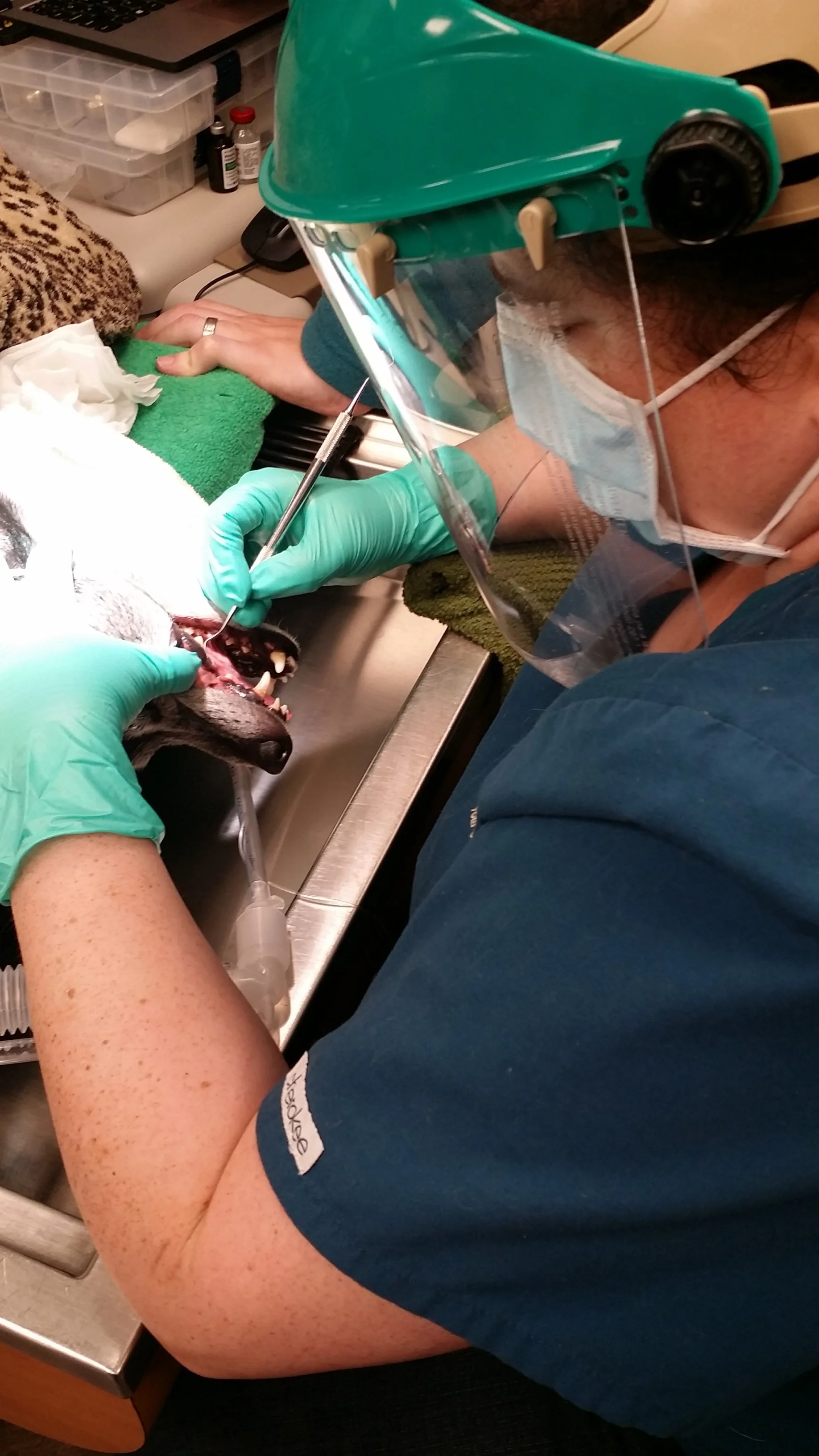 Elishia hand scaling Kit Kat's teeth.