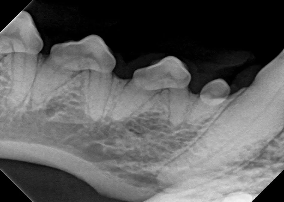 Kit Kat's teeth look to be in good shape!