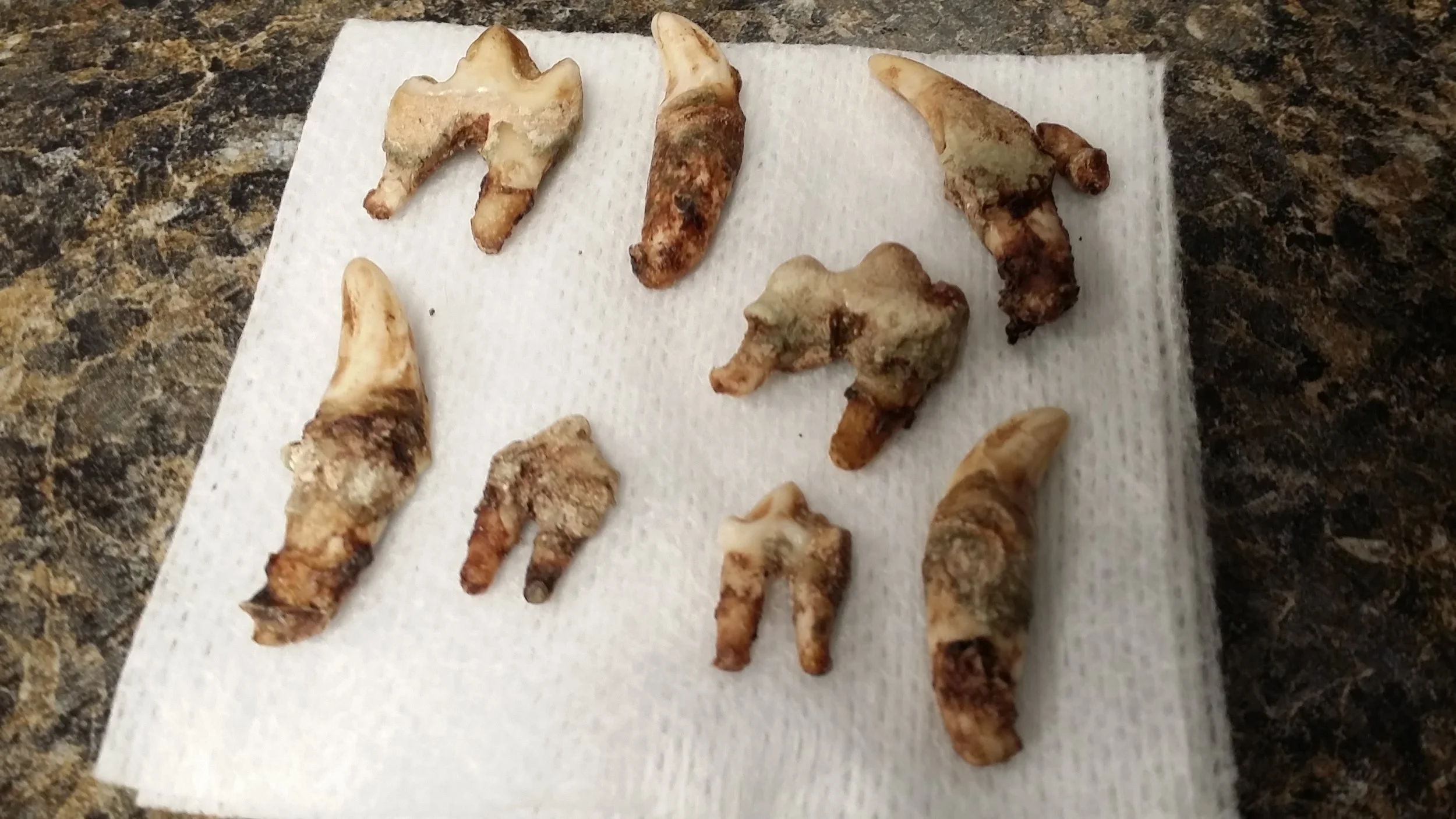 Rotten teeth (Not Kit Kat's teeth)