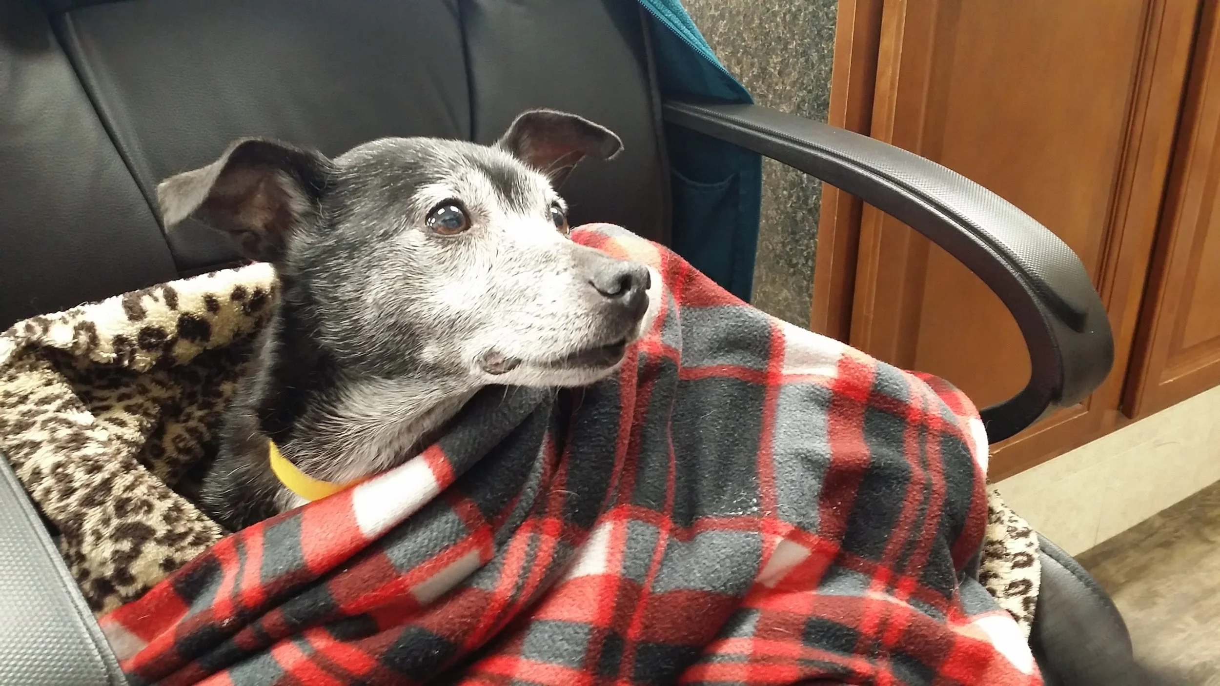 Kit Kat all snuggled up after her dental.