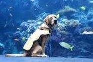 barnaby at aqua 1 14 2016 cropped.jpg