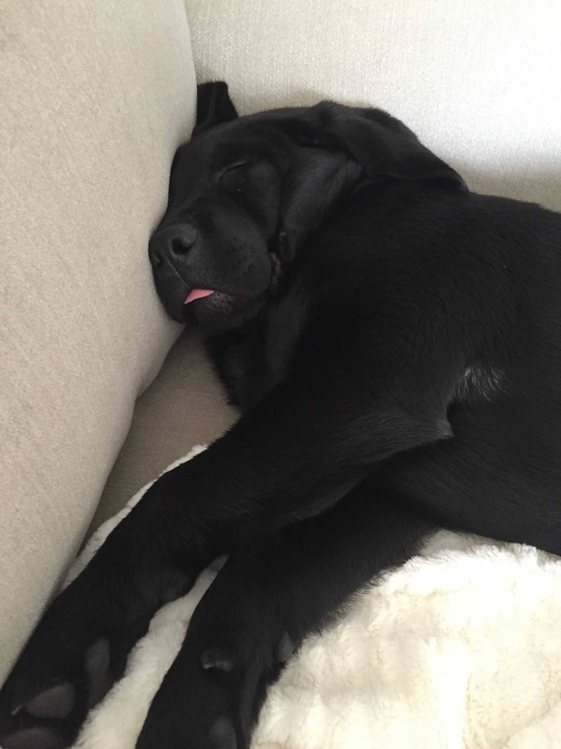 cal snoozing.jpg