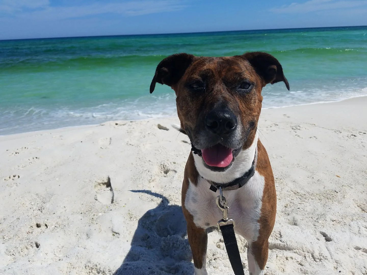 "Maggie" enjoying the beach!