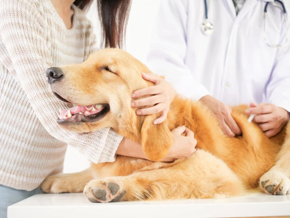 Preventative Health Care Veterinary Service in Pensacola.jpg
