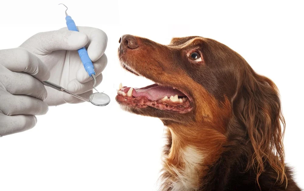 Pet Dentistry In Pensacola.jpg