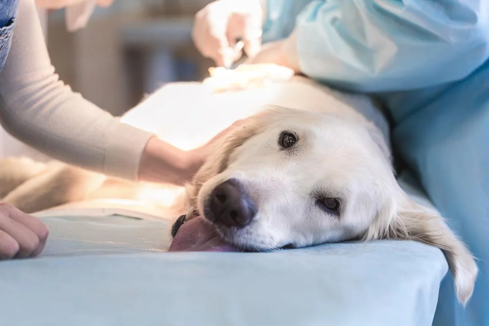 Animal Ultrasound In Pensacola.jpg