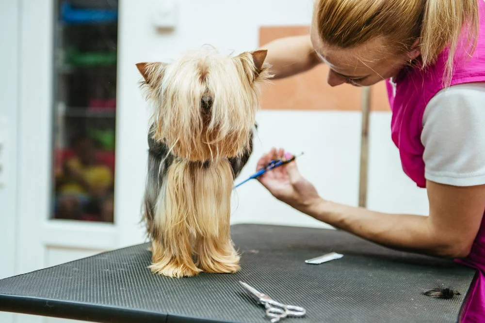 Pet Grooming Spa and Salon in Pensacola.jpg