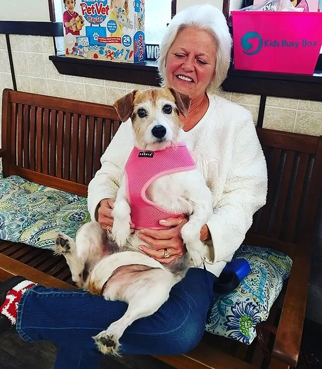 Zoey "sitting "🤣🤣🤣 #veterinarysurgery #veterinaryorthopedics #veterinarylife #terrier #terriersofinstagram #dogsofinstagram