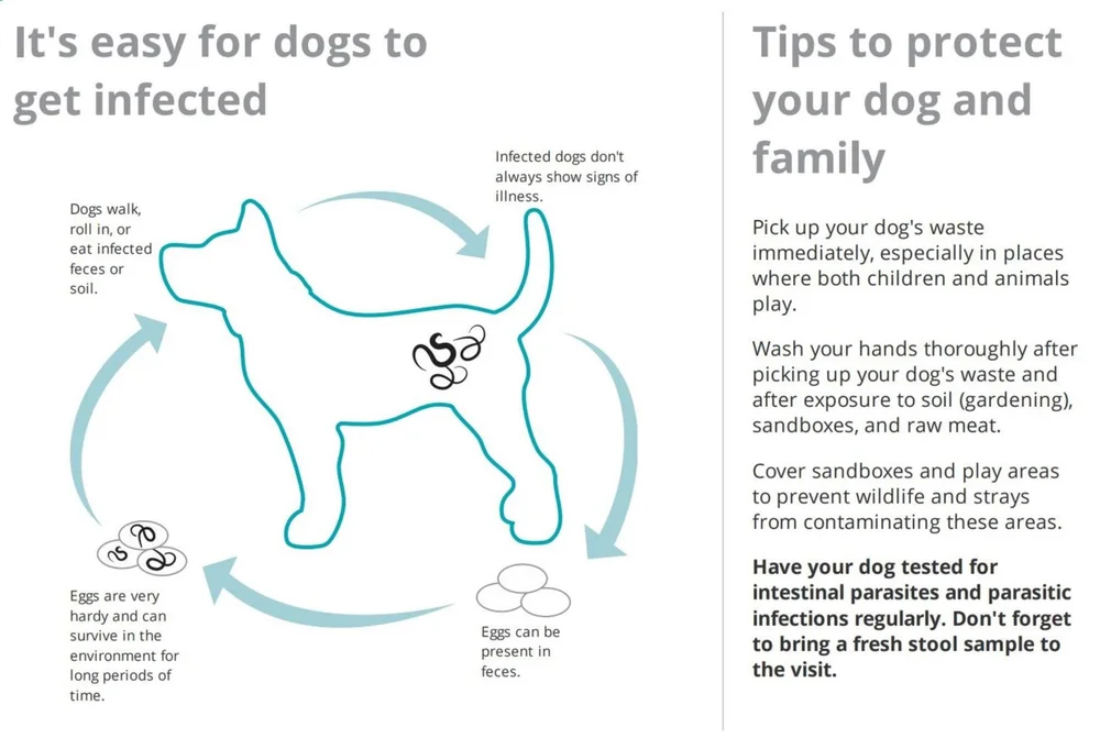 Do'S And Don'Ts After Dog Vaccination: Essential Care Tips