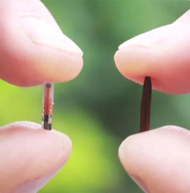 Check the Chip Day! August 15th