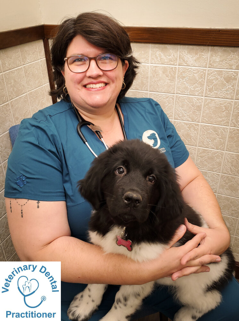 Veterinarians — Davis Animal Hospital - Veterinarian Pensacola Veterinarians — Davis Animal Hospital - Veterinarian Pensacola