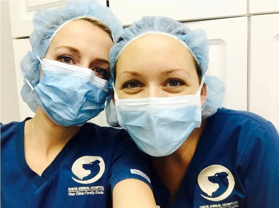 Medical Home — Davis Animal Hospital Veterinarian Pensacola