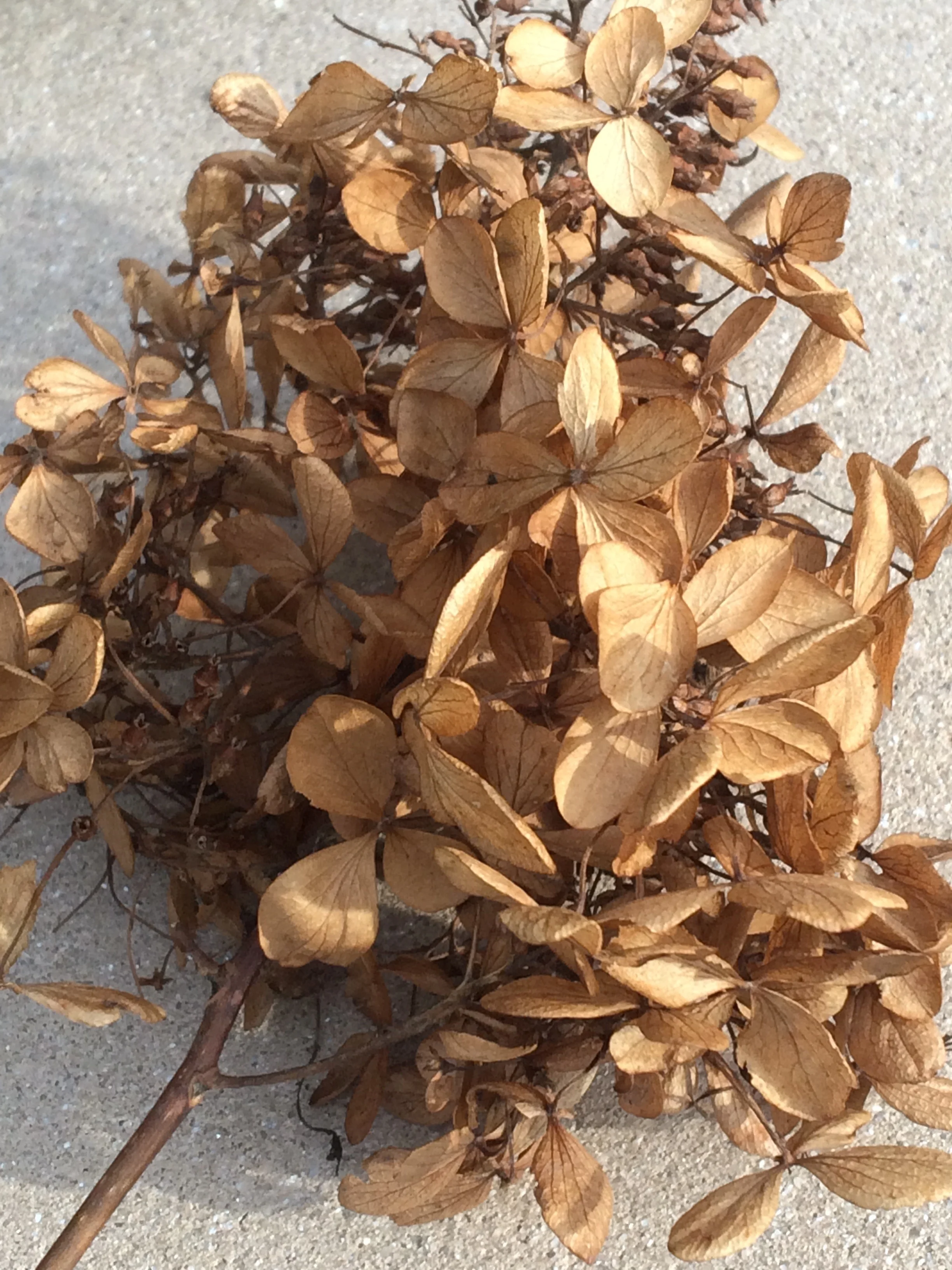 Hydrangea, Ba'Hai Temple, Wilmette, IL
