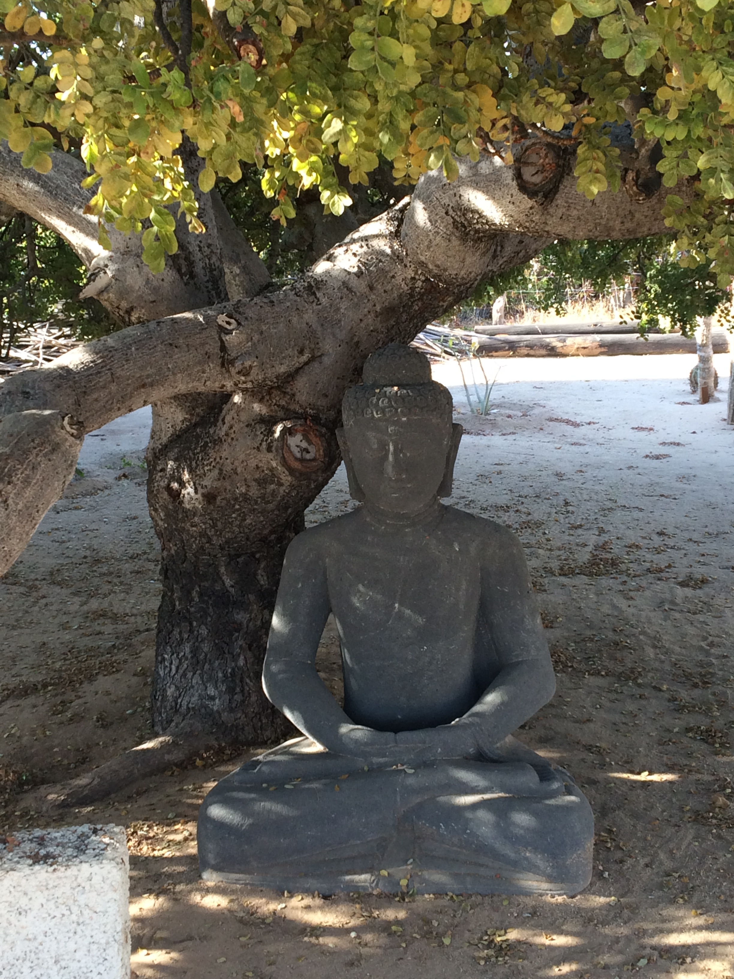  shaded buddha. Is this a bodhi tree? impeccable hip rotation. 