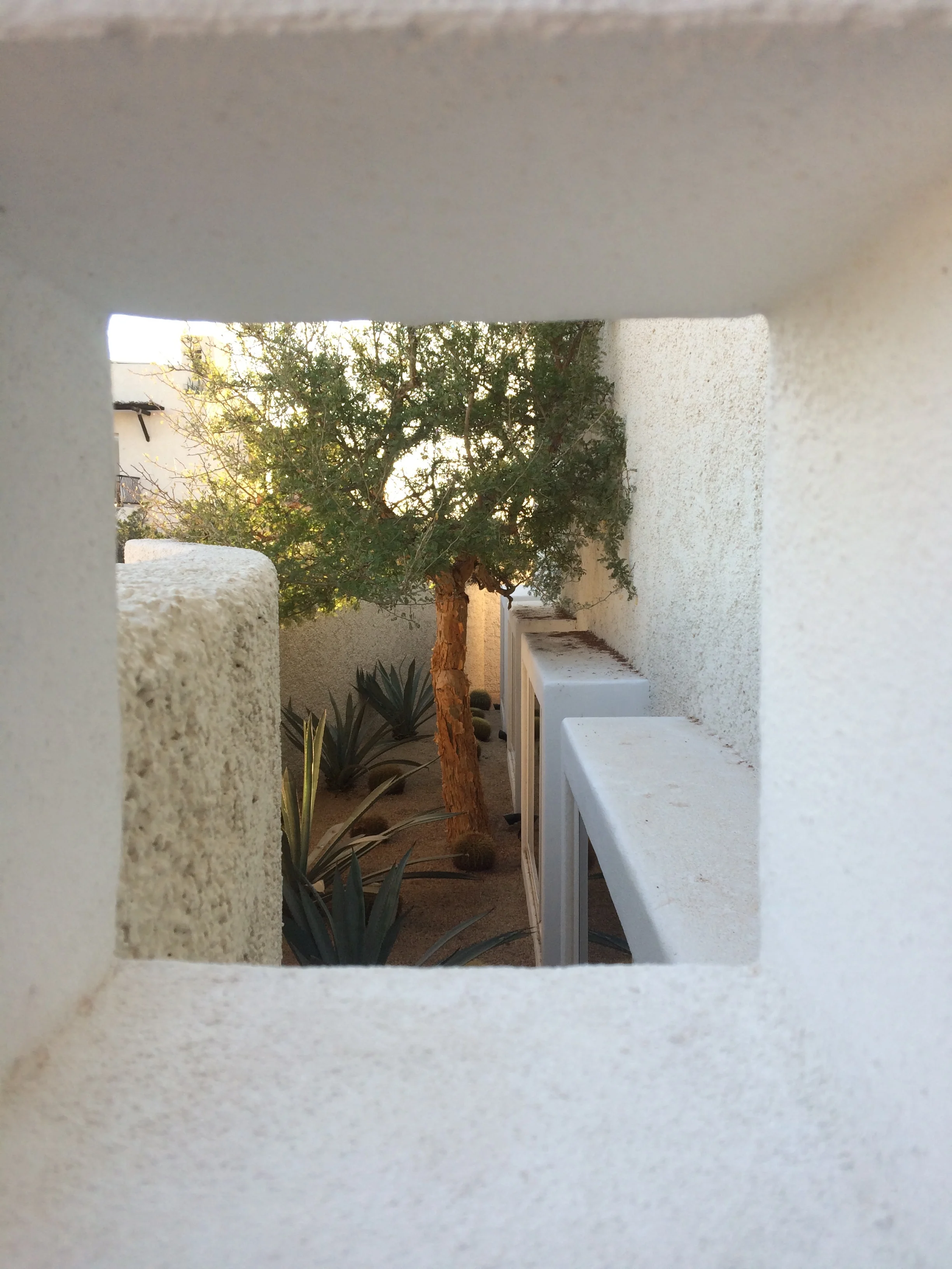  Outside the moon studio, a sweet, hidden desert topiary. 