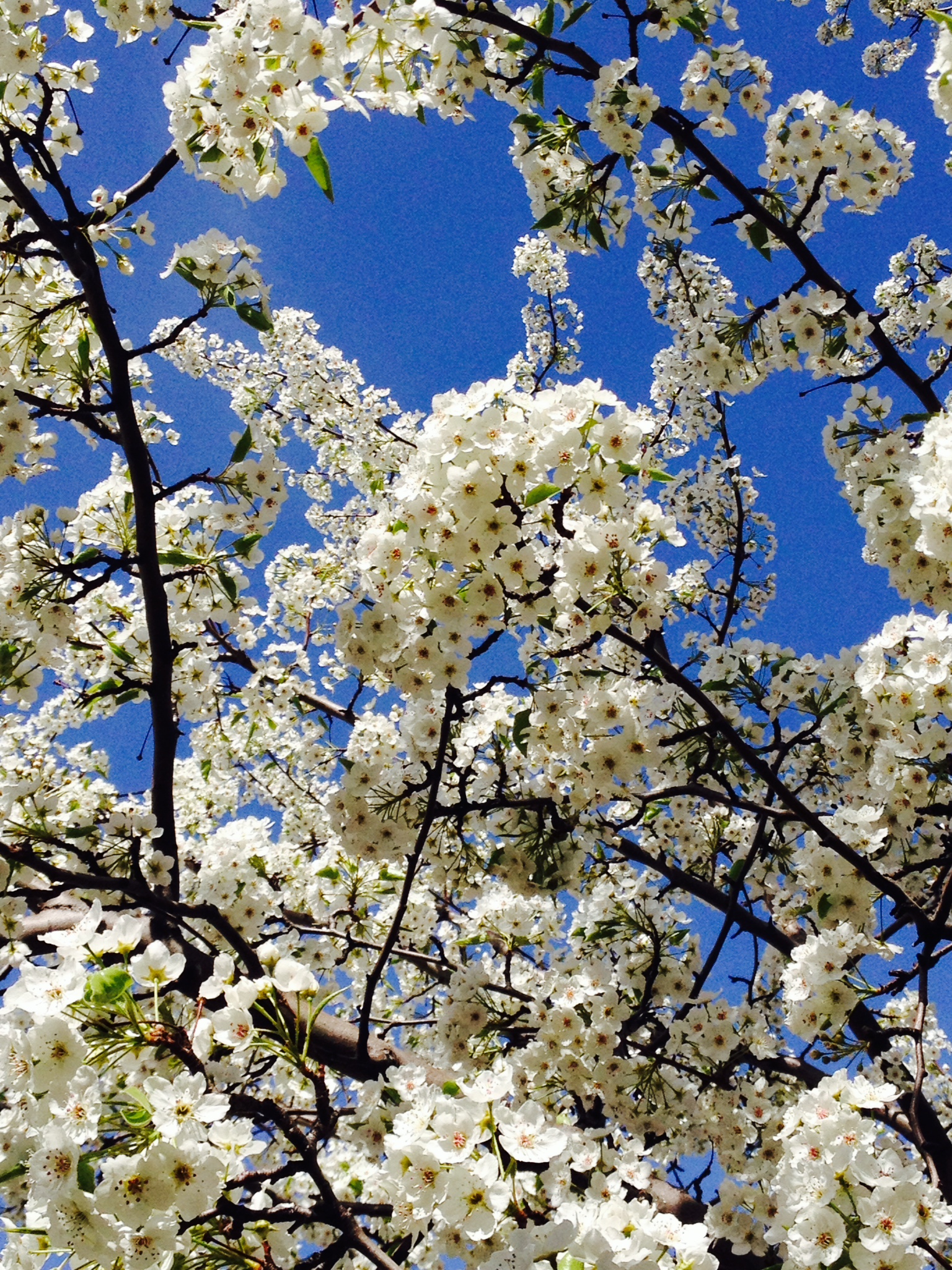 flowerbranch.jpg