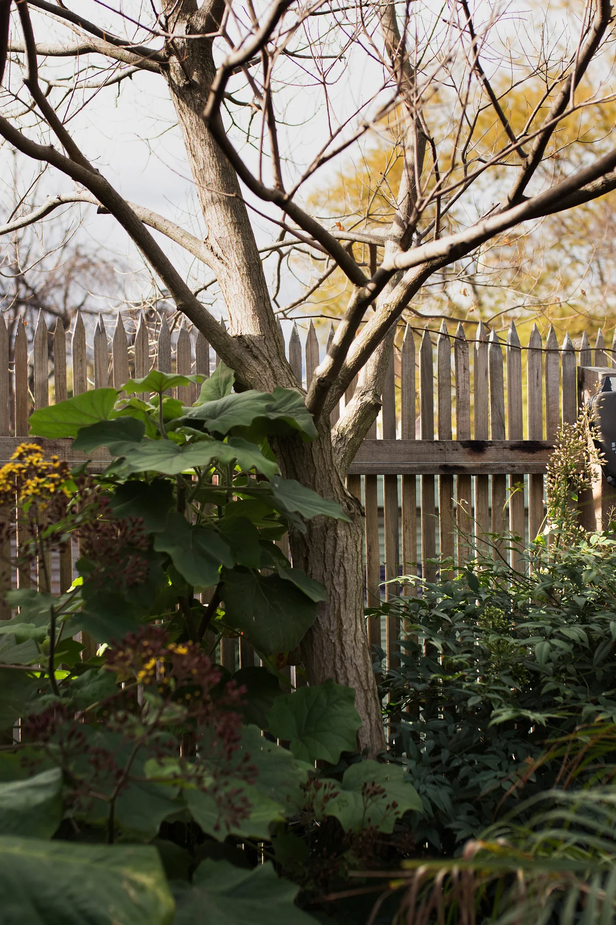 Falconer — Sonelo Architects