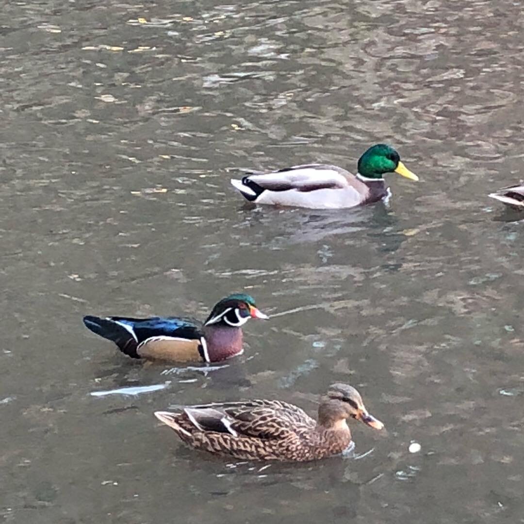 Was so excited to find #hotduck until someone pointed out that this isn&rsquo;t hot duck, just a common wood duck. Started thinking it&rsquo;s despicable that we&rsquo;re holding our own ducks to the beauty standard of some exotic foul with plumage m