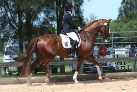 Floz's first ever comp Dressage NSW  10th March 2013(3).JPG