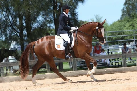 Floz's first ever comp Dressage NSW  10th March 2013(4).JPG