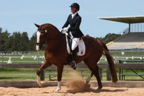 Floz's first ever comp Dressage NSW  10th March 2013(5).JPG