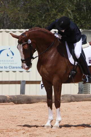 Floz's first ever comp Dressage NSW  10th March 2013(7).JPG