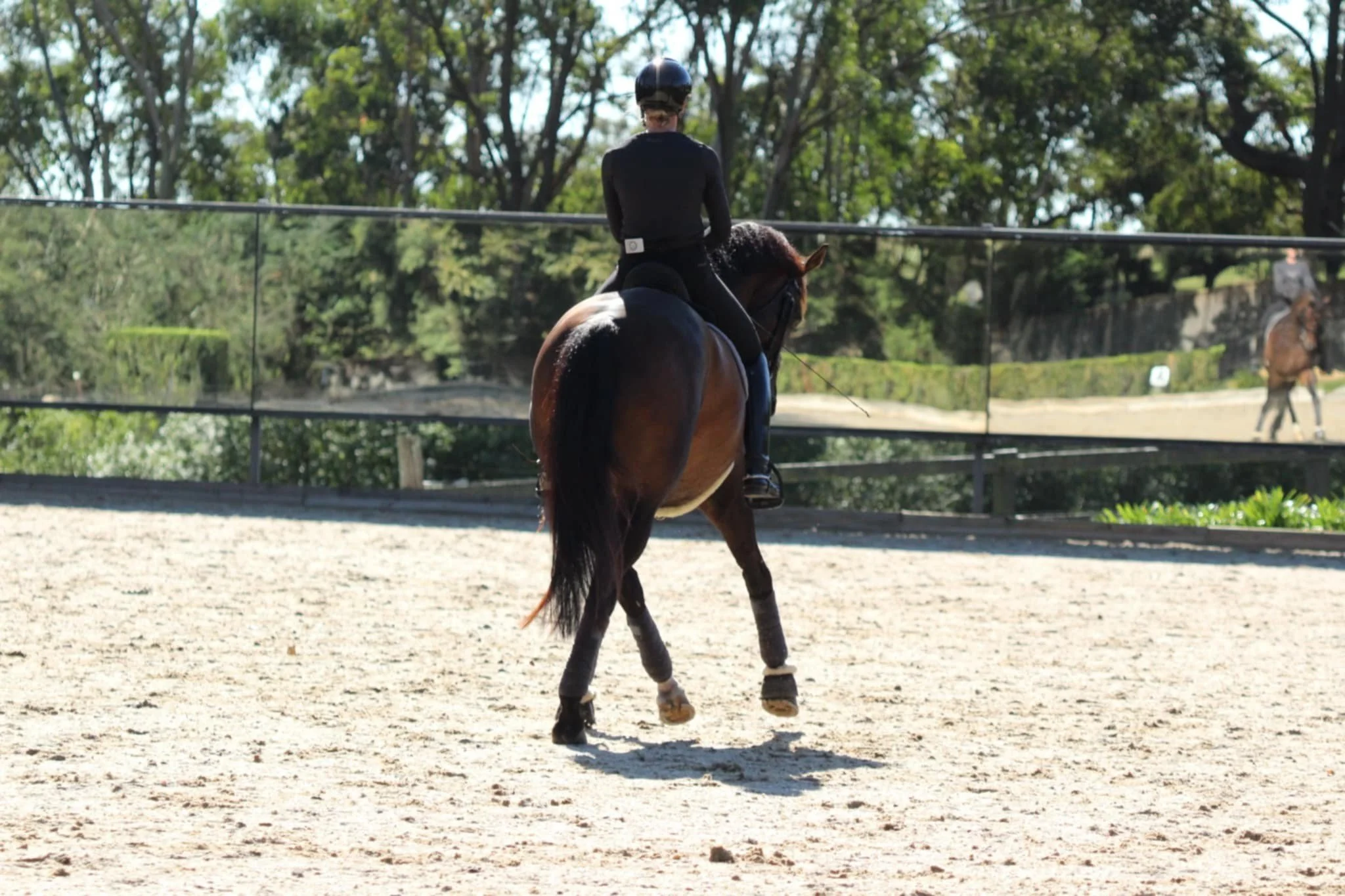 The beautiful Bloomfield Valton being a star today. Thank you Jenny Gehrke  for the amazing training over the last 2 days 👏🏻🙌🏻🫶🏻 so excited for the journey ahead with this boy. 🦄🌟🥰❤️